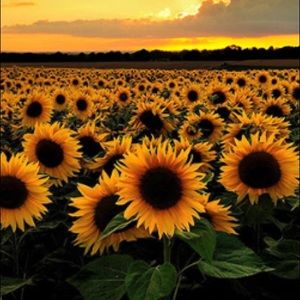 Meet your Posher, Daphne